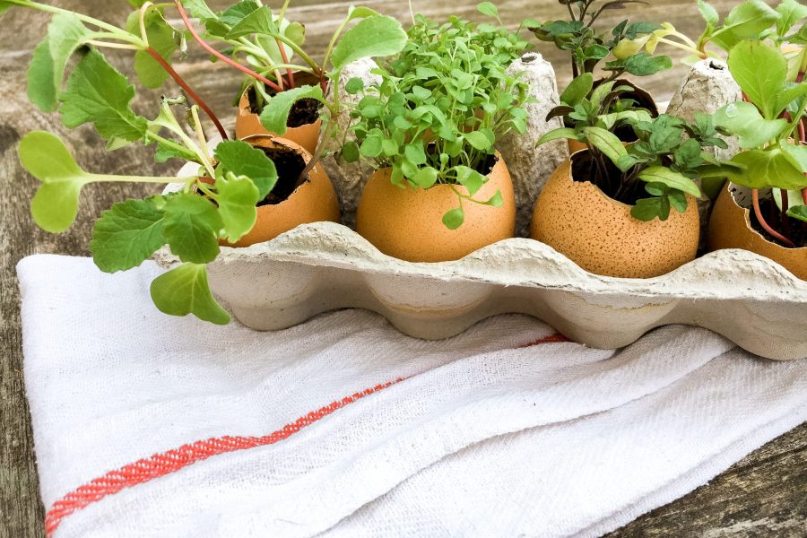 Plant je eigen moestuin in een eitje